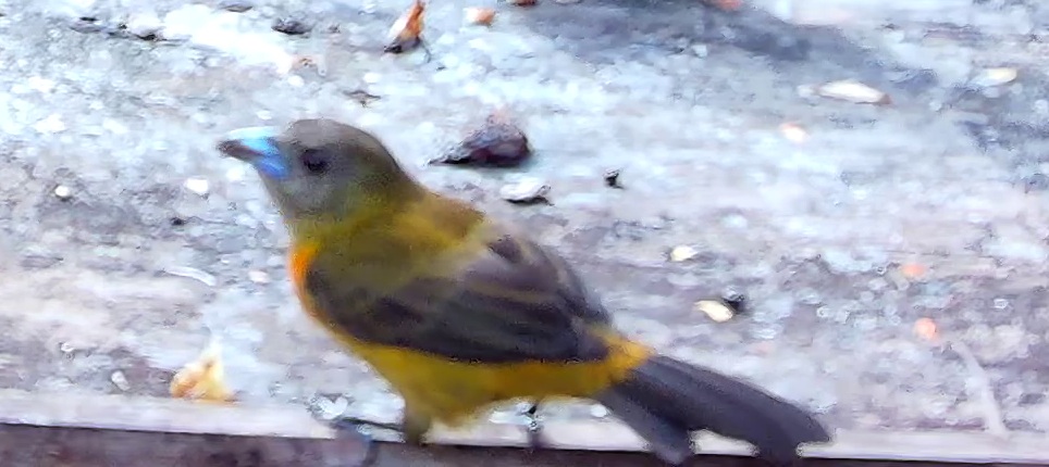 Flame-rumped Tanager