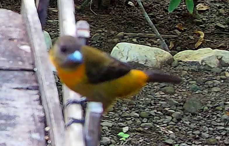 Flame-rumped Tanager