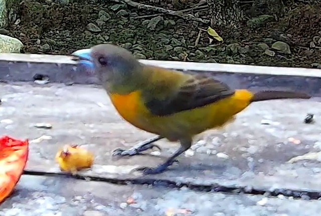 Flame-rumped Tanager