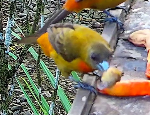 Flame-rumped Tanager