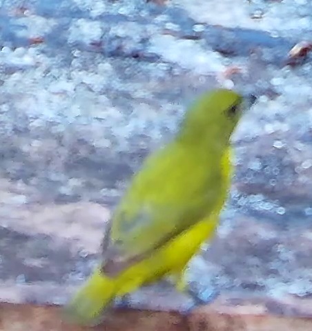 Thick-billed Euphonia