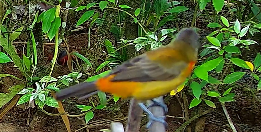 Flame-rumped Tanager