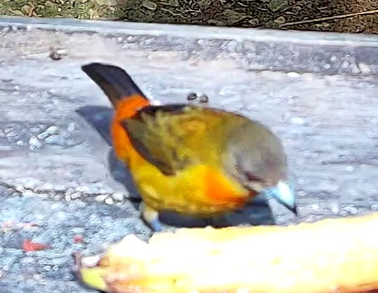 Flame-rumped Tanager