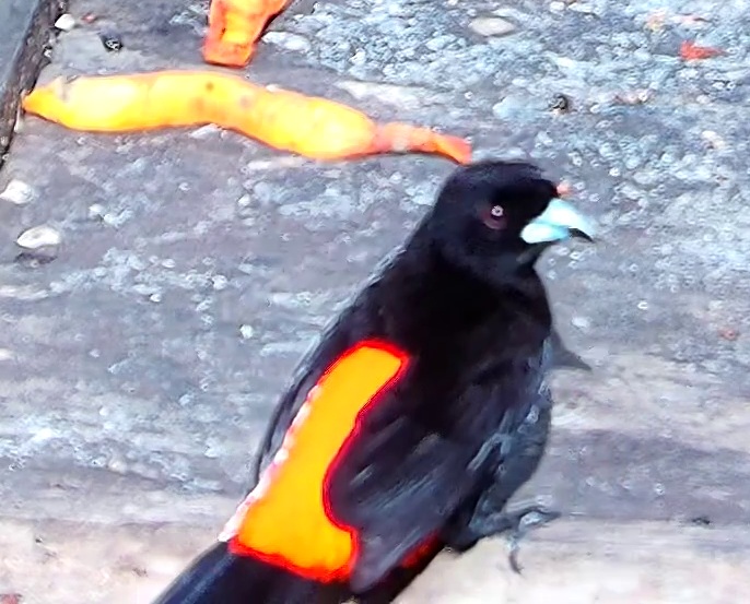 Flame-rumped Tanager