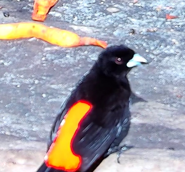 Flame-rumped Tanager