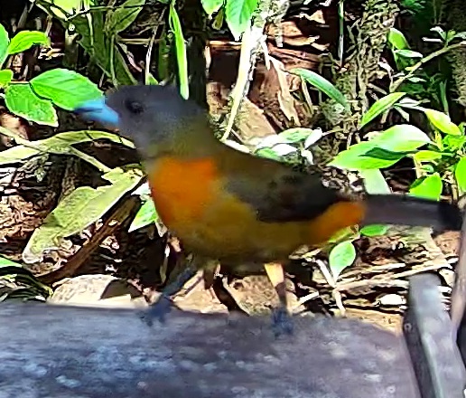 Scarlet-rumped Tanager