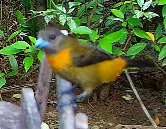 Orange-rumped tanager