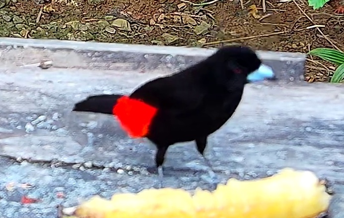 Scarlet-rumped Tanager