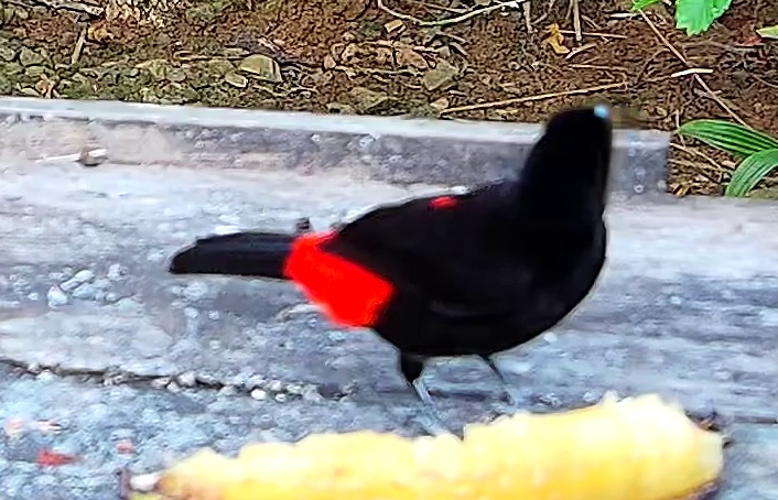 Scarlet-rumped Tanager