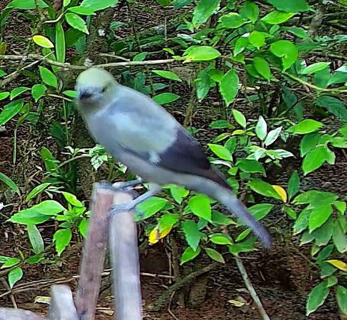 Palm tanager