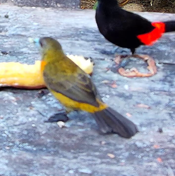 Flame-rumped Tanager