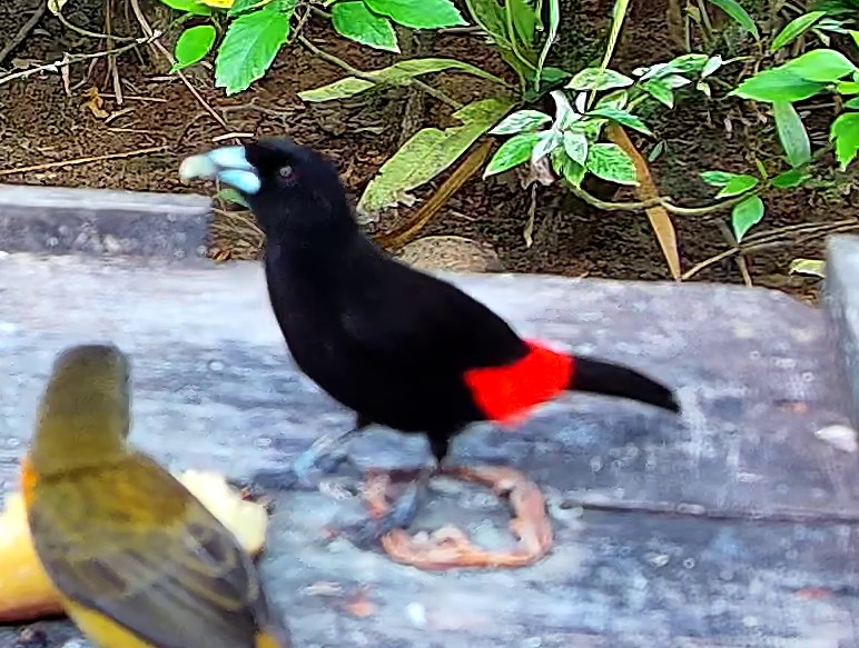 Flame-rumped Tanager