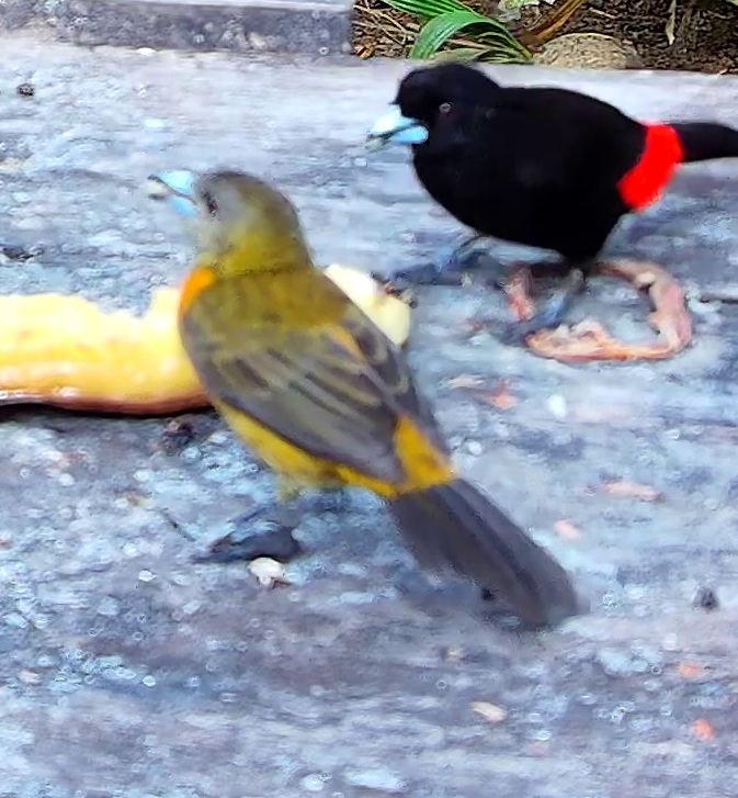 Flame-rumped Tanager