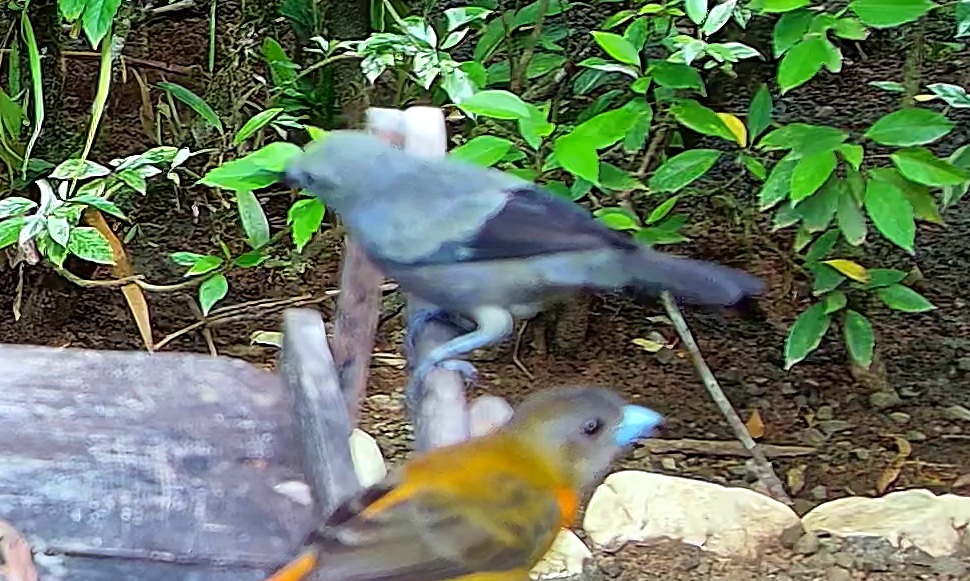 Blue-gray Tanager