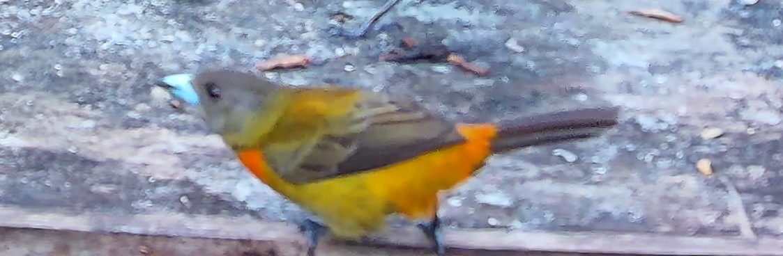 Flame-rumped Tanager