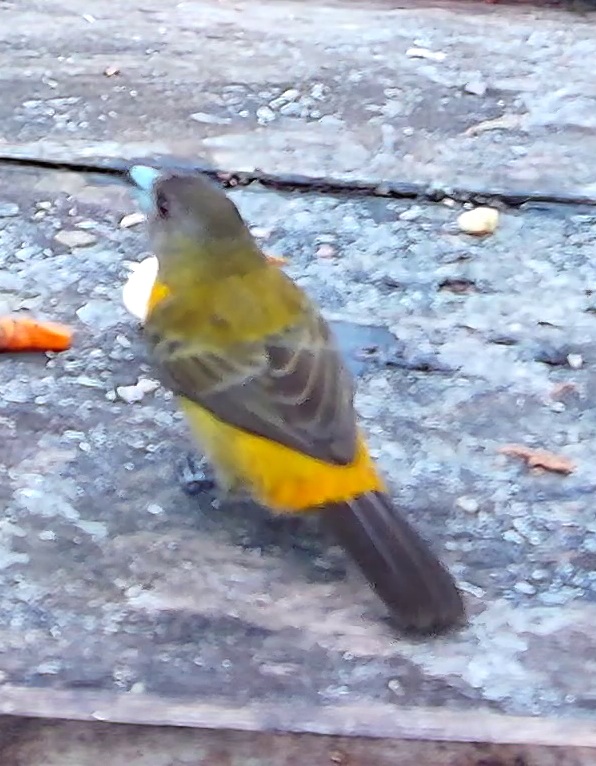 Flame-rumped Tanager