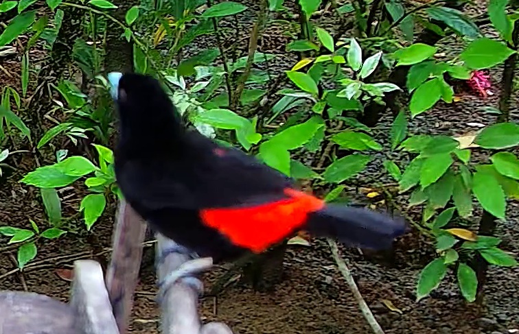 Flame-rumped Tanager