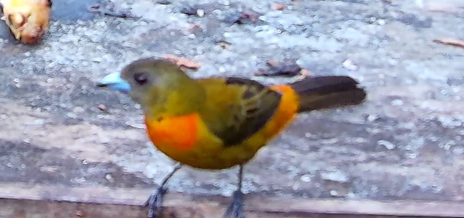Flame-rumped Tanager