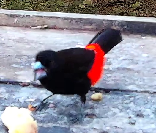 Flame-rumped Tanager