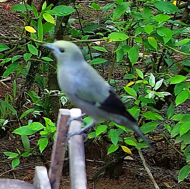 Palm tanager