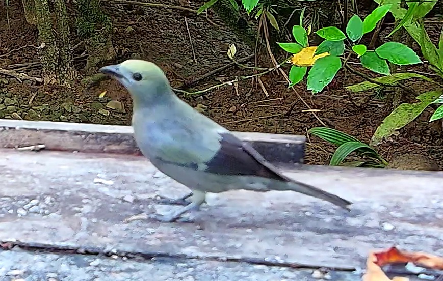 Palm tanager