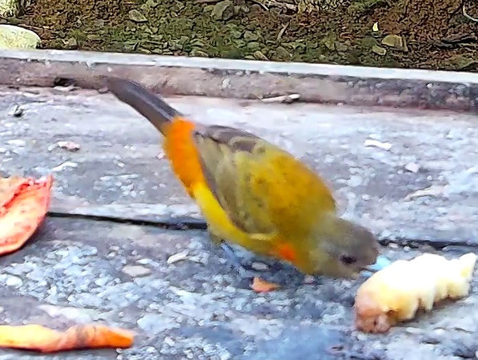 Flame-rumped Tanager