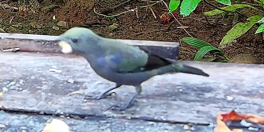Blue-gray Tanager