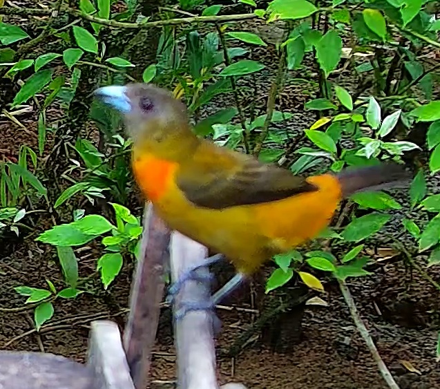 Flame-rumped Tanager