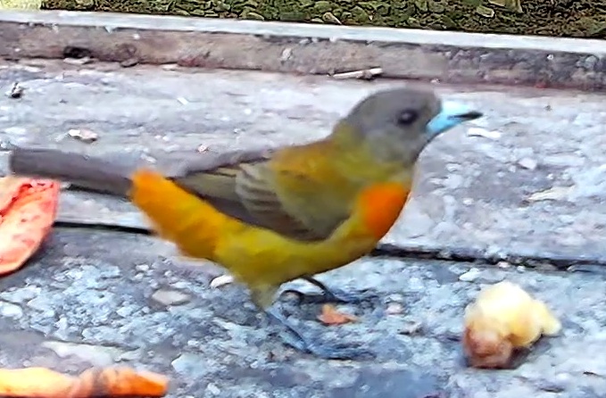 Flame-rumped Tanager