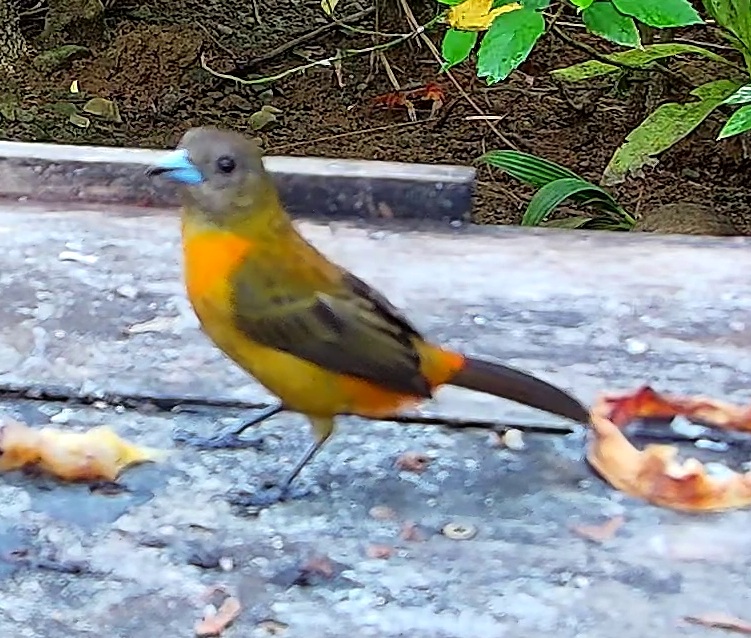 Flame-rumped Tanager