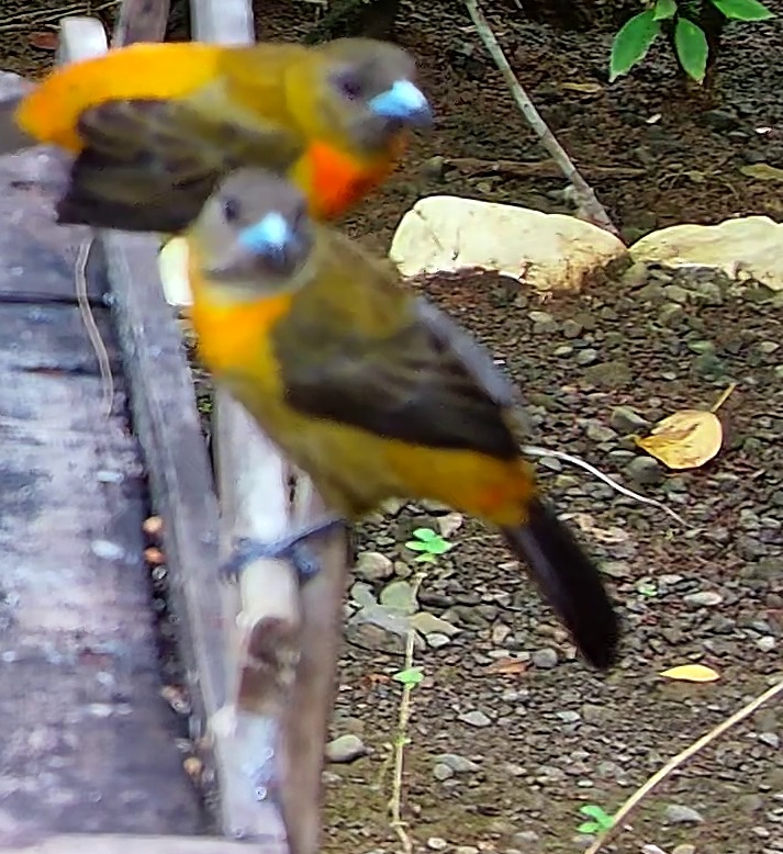 Flame-rumped Tanager