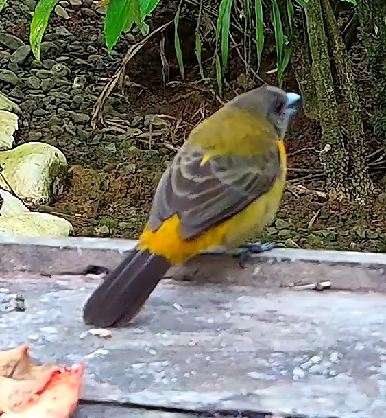 Flame-rumped Tanager