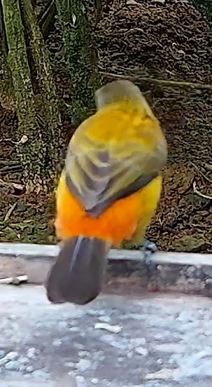 Blue-and-yellow Tanager