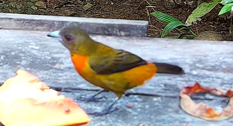 Flame-rumped Tanager