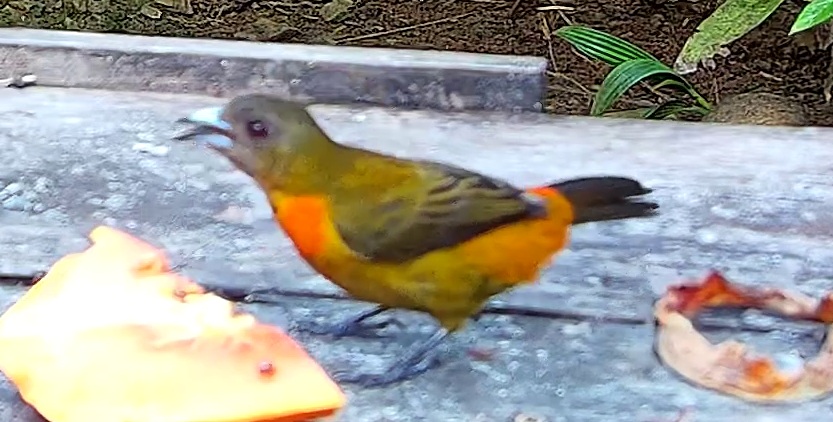 Flame-rumped Tanager
