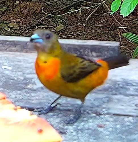 Flame-rumped Tanager