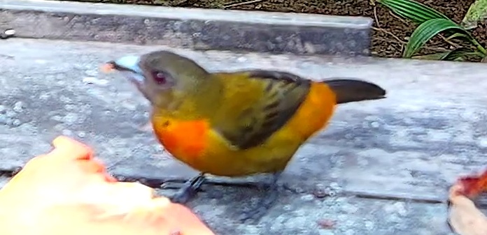 Crimson-collared Tanager