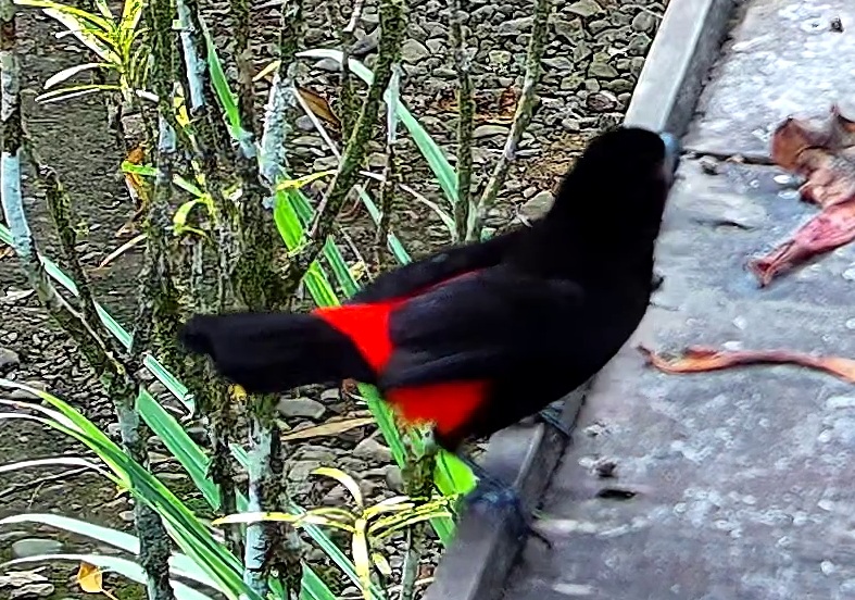 Scarlet-rumped Tanager