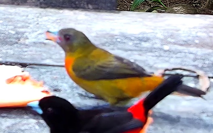 Crimson-backed Tanager