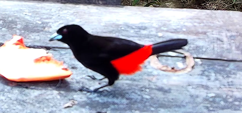 Flame-rumped Tanager