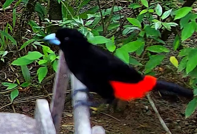 Scarlet-rumped Tanager