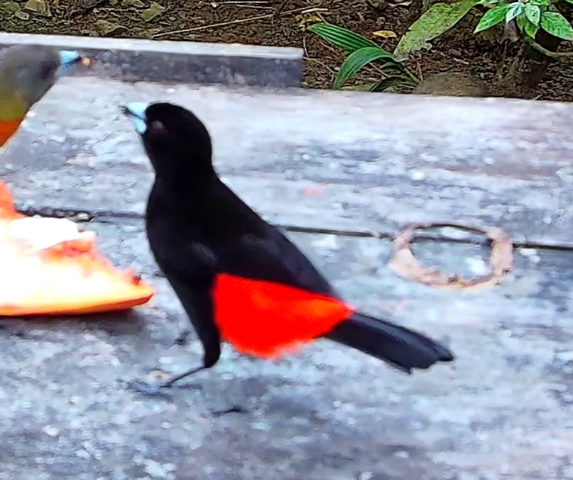 Scarlet-rumped Tanager
