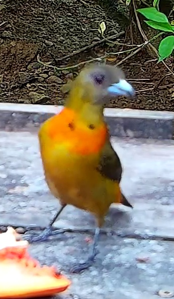 Flame-rumped Tanager