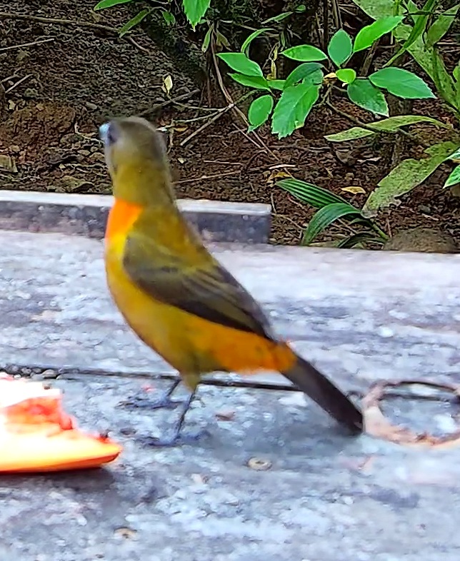 Flame-rumped Tanager
