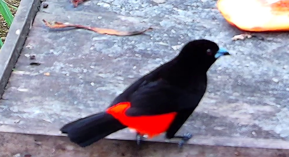 Flame-rumped Tanager