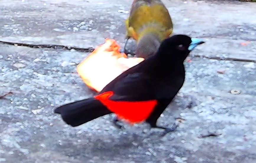 Flame-rumped Tanager