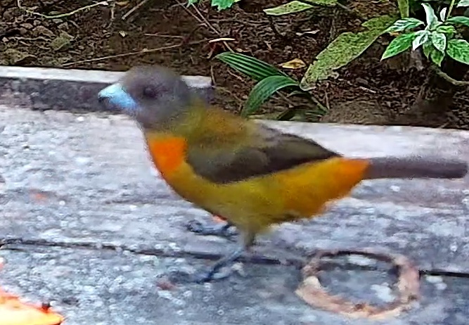 Flame-rumped Tanager