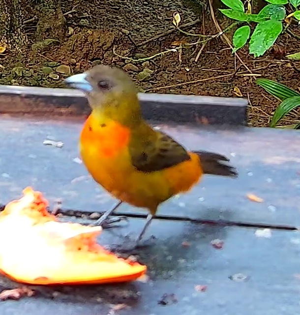 Flame-rumped Tanager