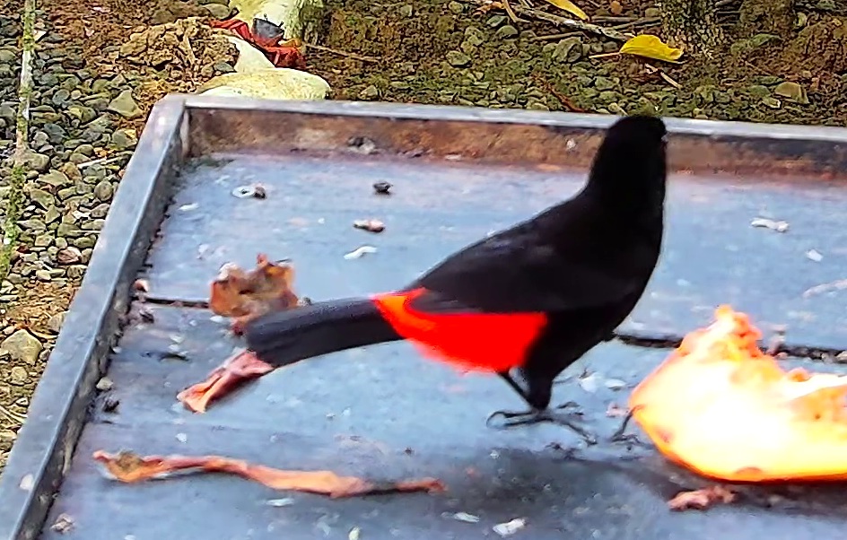 Scarlet-rumped Tanager