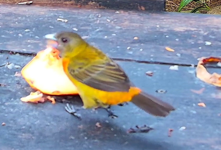 Flame-rumped Tanager
